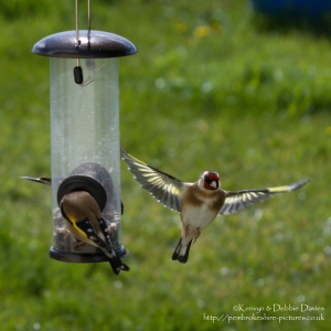 European Goldfinch