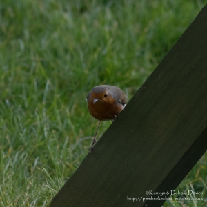 Robins