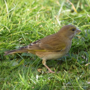 Greenfinch