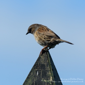 Birds (Others)
