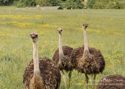 Ostrich