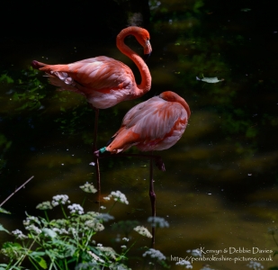 Flamingo