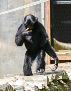 Gibbon