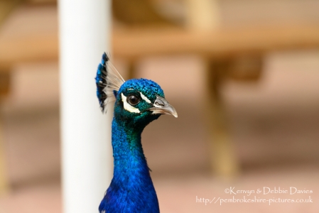 Peacock