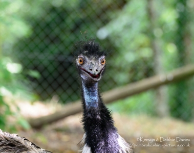 Emu