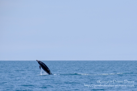 Dolphins