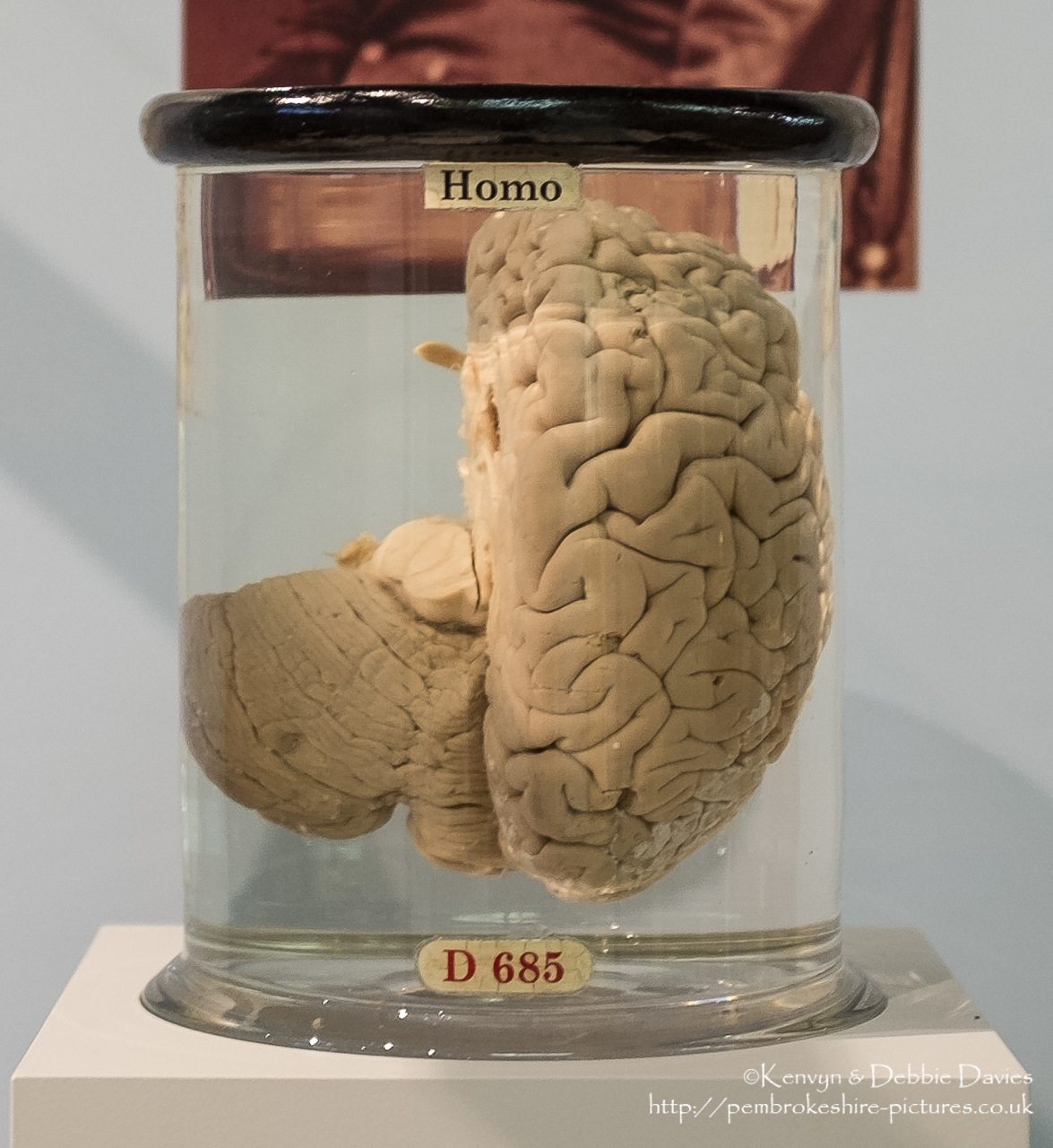 Bit of a shock wondering around old computer exhibits and coming across half a brain...<br/><br/>This half go Charles Babbage's brain is the right sagittal section with cerebellum. Babbage's son Henry donated if for research to the Hunterian Museum at the Royal College of Surgeons in England. It was dissected by Sir Victor Hosley in 1907.<br/><br/>More from the Fuji X100S www.flickr.com/photos/kendavies/sets/72157633171675942
