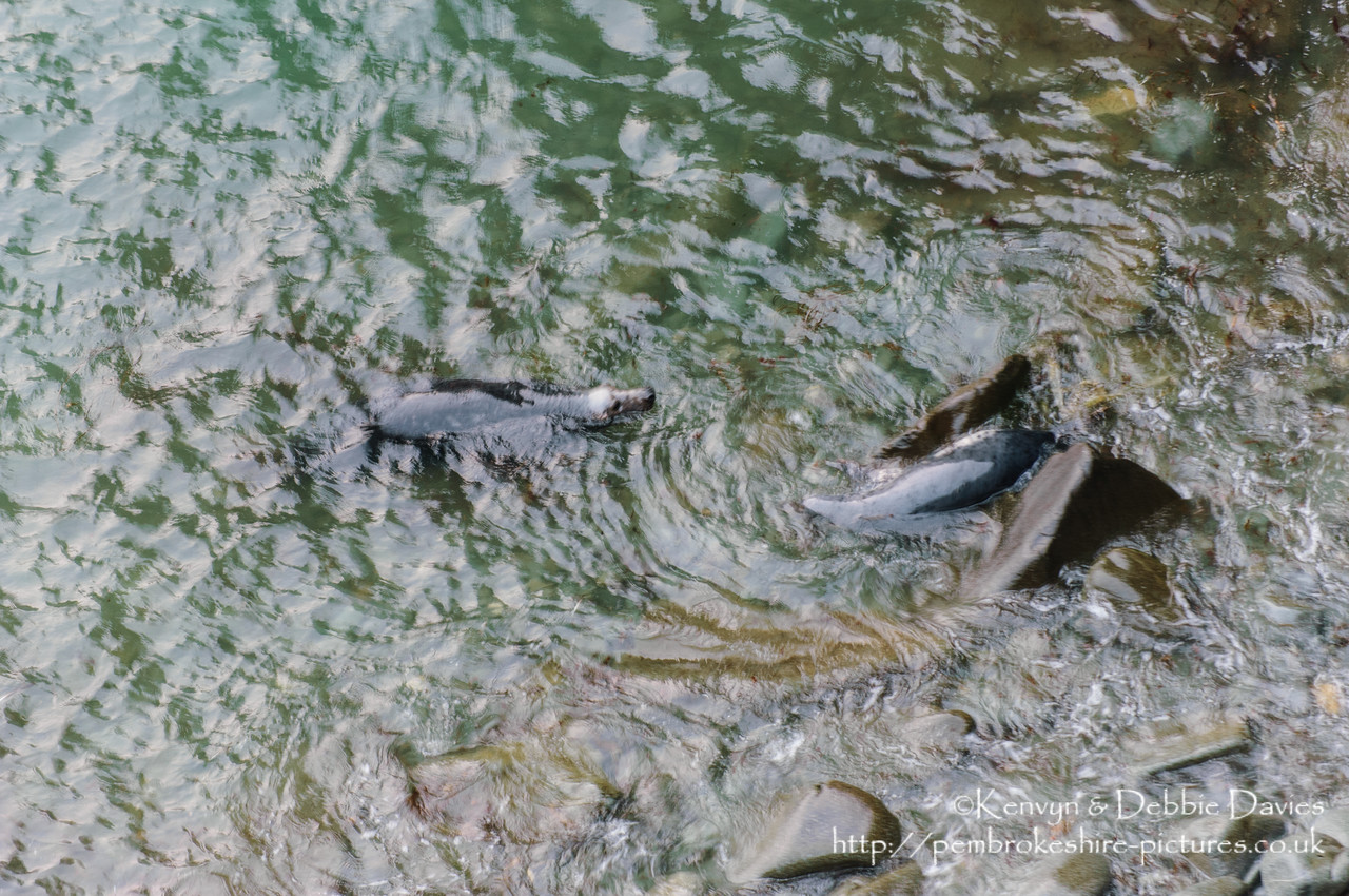 We were lucky enough to come across this family of seals playing whilst walking the Pembrokeshire Coastal Path between Abereiddy and Porthgain.