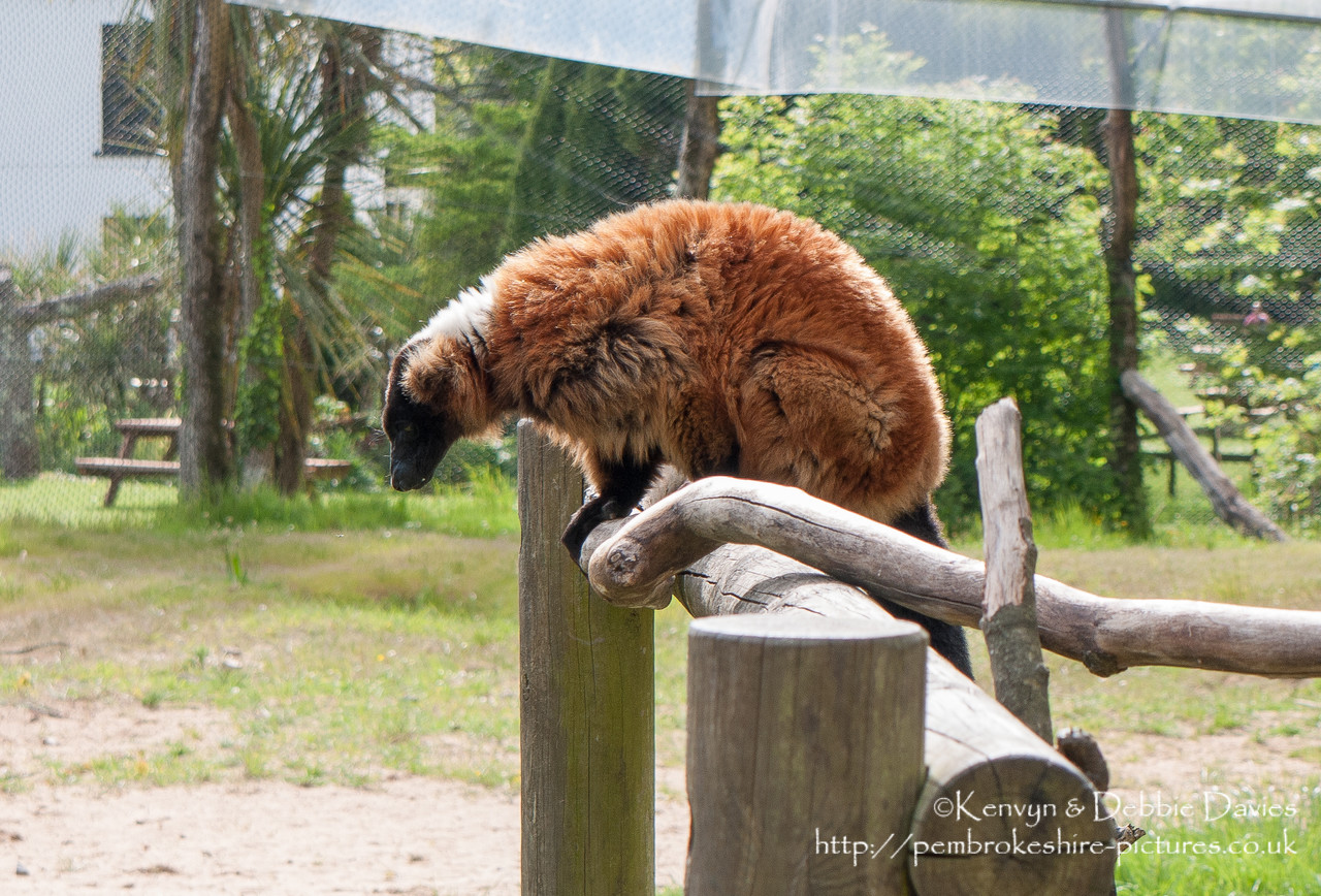 Trip to Manor House Wildlife Park