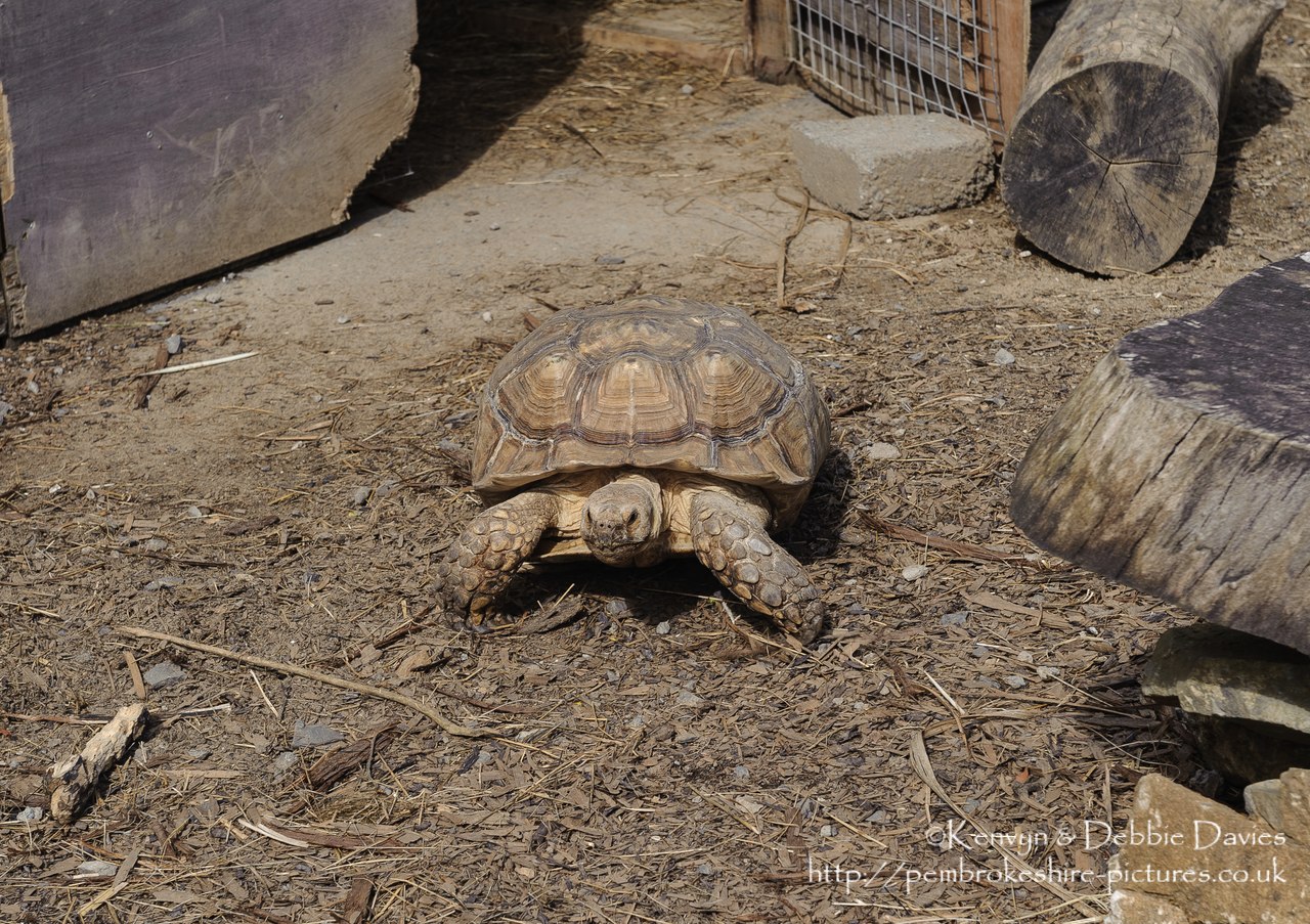 Trip to Manor House Wildlife Park
