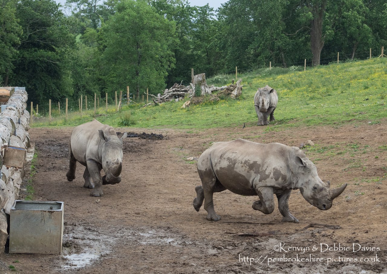 Zamba and Jamba, the larger two were the first rhinoceroses in Pembrokeshire in 40,000 years. They have recently been joined by Zuberi (the smallest). As of this photo they are 2.5 and 3.5 years old and will be fully grown at 6 years.