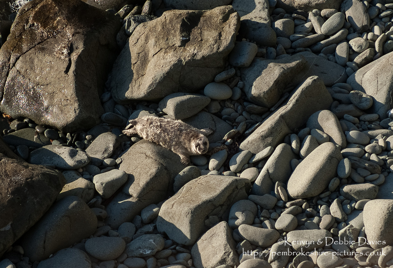 We were lucky enough to come across this family of seals playing whilst walking the Pembrokeshire Coastal Path between Abereiddy and Porthgain.