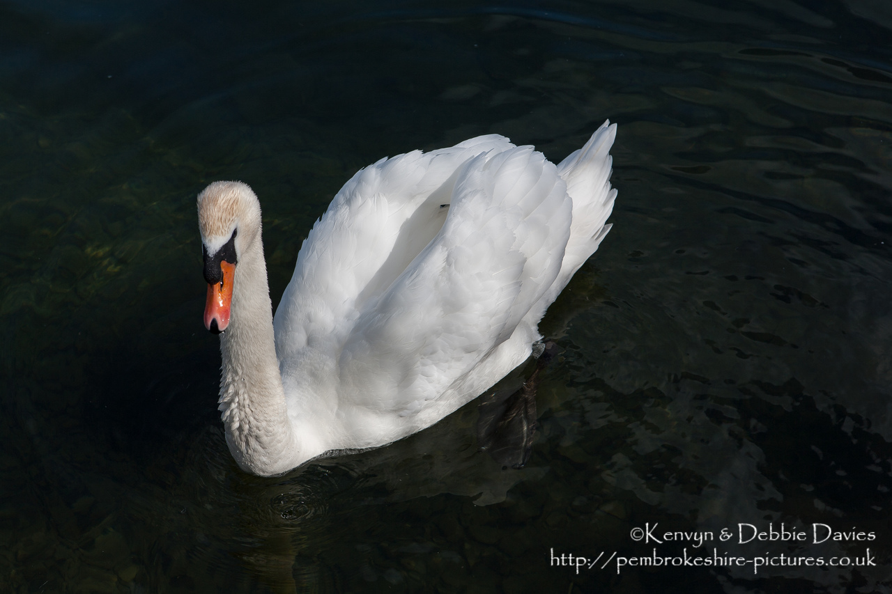 Bosherston Lilly Ponds, South Pembrokeshire. Formed in the 19th Century when Stackpole Estate blocked 3 valleys.