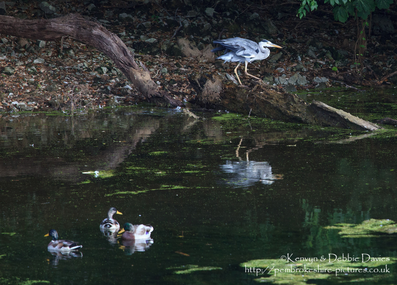 A Heron (about the scruffiest bird I've ever seen when it's not flying).