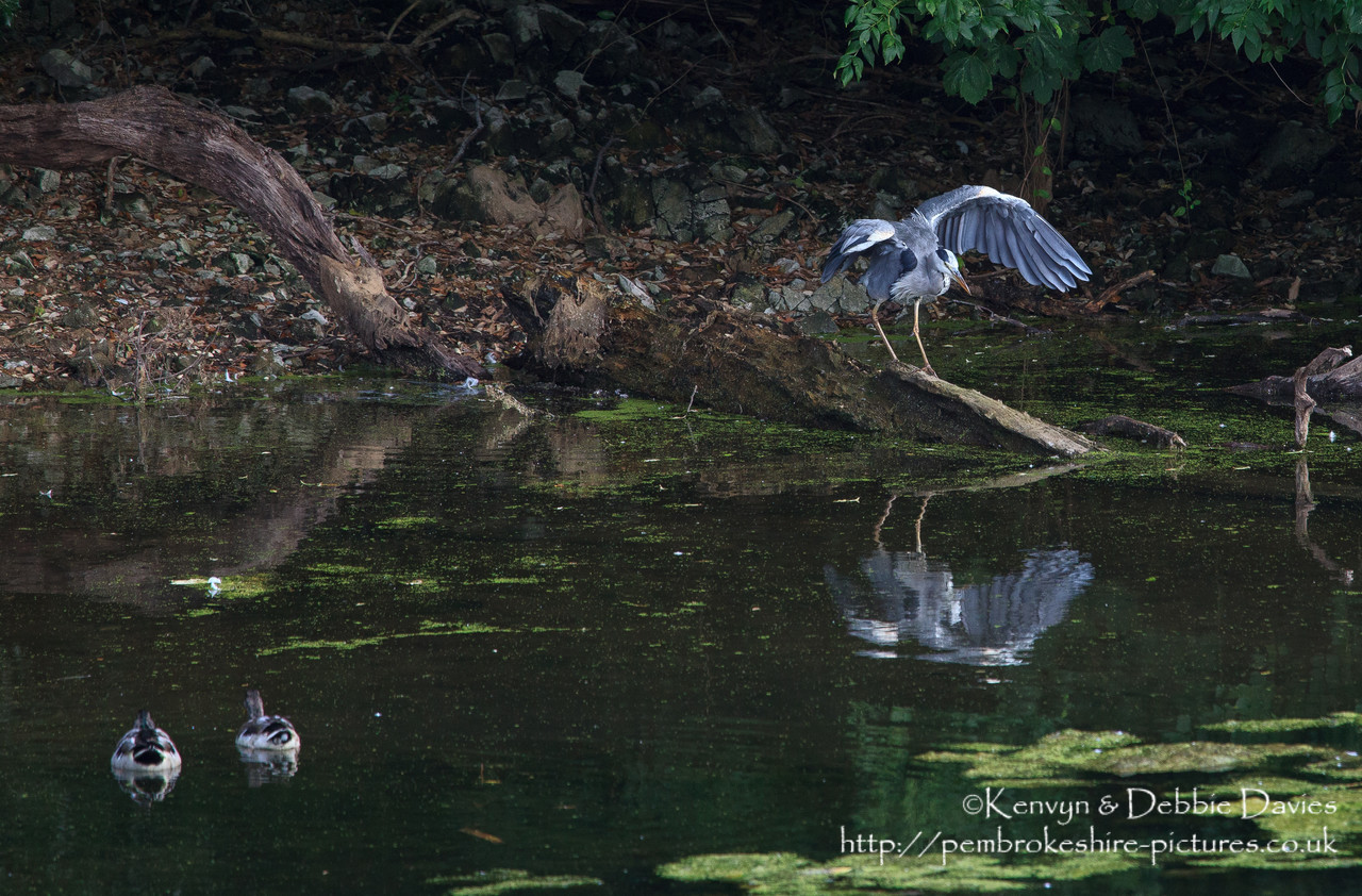 A Heron (about the scruffiest bird I've ever seen when it's not flying).