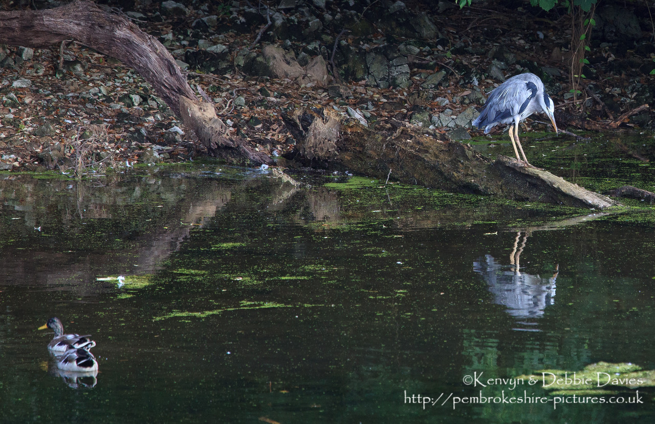 A Heron (about the scruffiest bird I've ever seen when it's not flying).