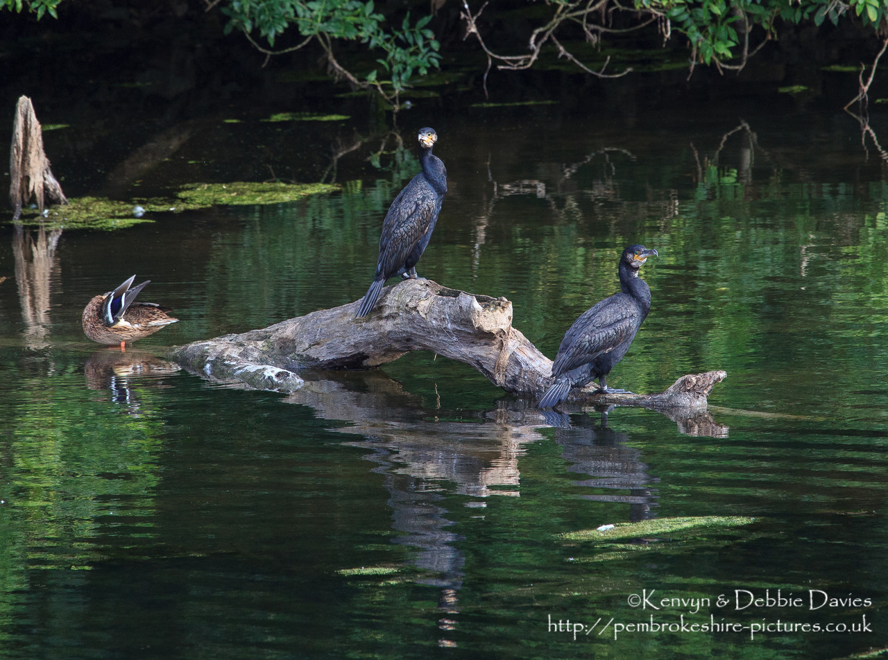 A couple of cormorants and a duck at Stackpole. ISO 1600 experiment.