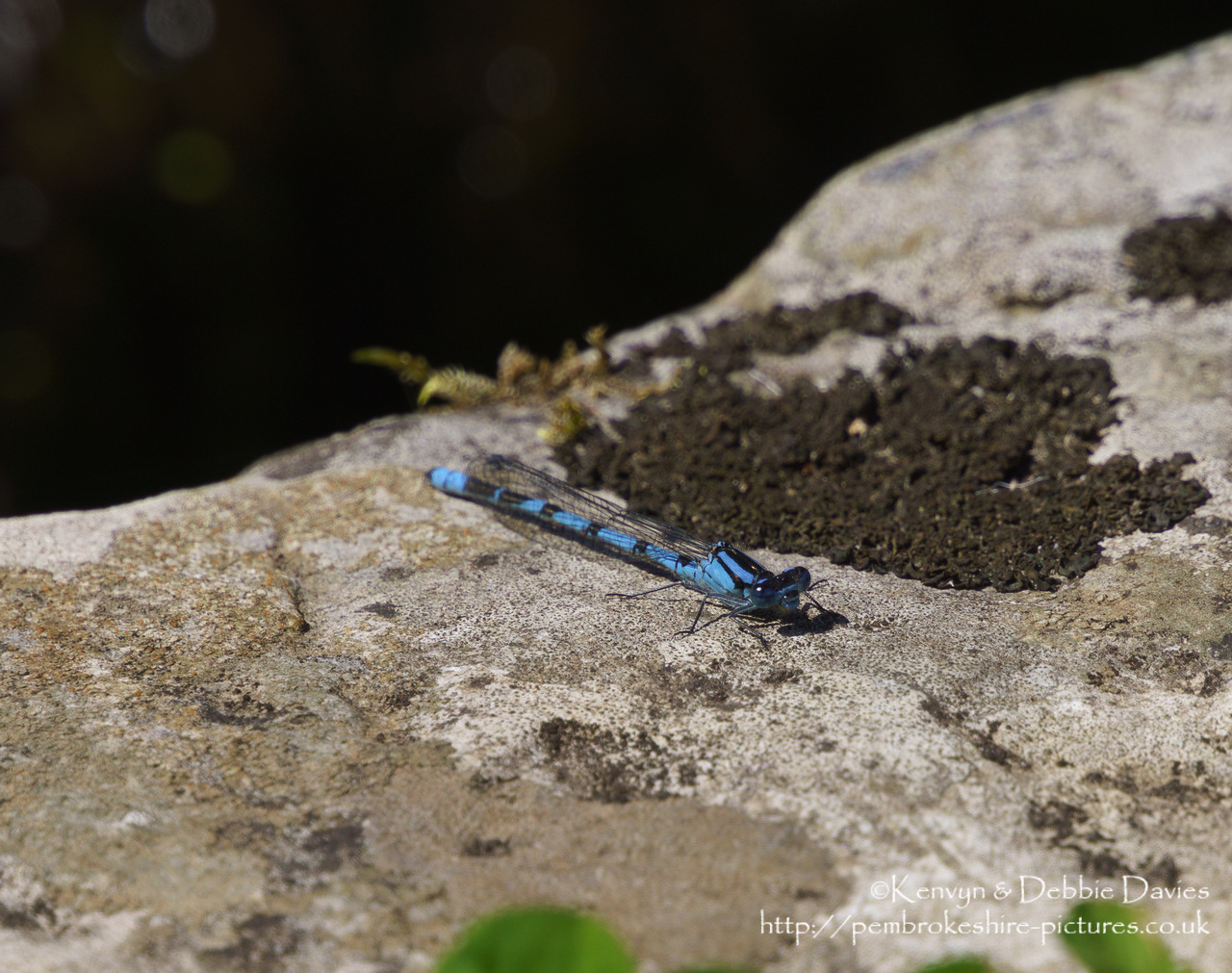 We managed to get this with the Sony NEX-7, depth of field is a bit shallow even at F7.1