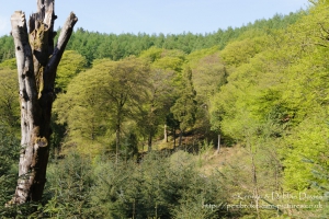 Penbwlchbodcoll in Mid Wales