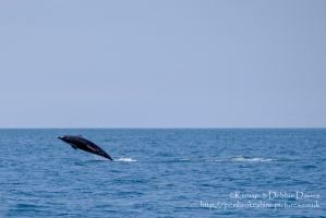 Dolphin playing in Cardigan Bay