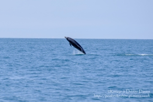 Dolphin playing in Cardigan Bay