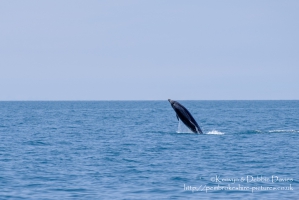 Dolphin playing in Cardigan Bay