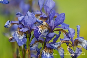 Aberglasney House and Gardens