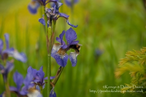 Aberglasney House and Gardens