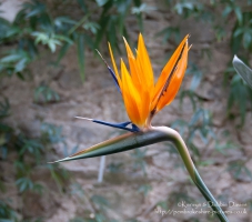 I've no idea what flower this is but it looked off enough that I thought I'd be...