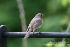 A robin at Dinefwr Country Park