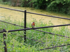 Robin at Dinefwr