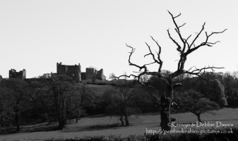 Dead Tree in Llansteffan