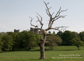 Dead Tree in Llansteffan