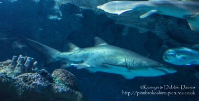 Blue Planet Aquarium, Chester