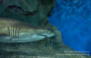 Blue Planet Aquarium, Chester