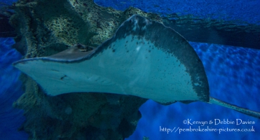 Blue Planet Aquarium, Chester