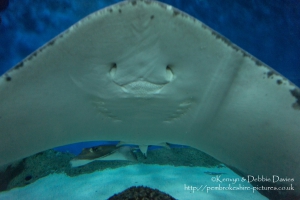 Blue Planet Aquarium, Chester