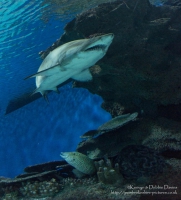 Blue Planet Aquarium, Chester
