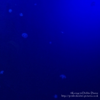 Blue Planet Aquarium, Chester