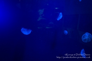 Jelly Fish