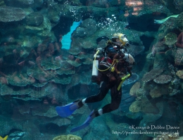 Blue Planet Aquarium, Chester