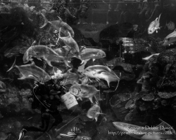 Blue Planet Aquarium, Chester