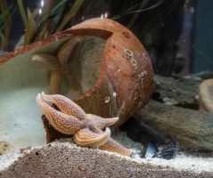 Blue Planet Aquarium, Chester
