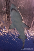 Blue Planet Aquarium, Chester