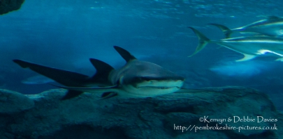 Blue Planet Aquarium, Chester