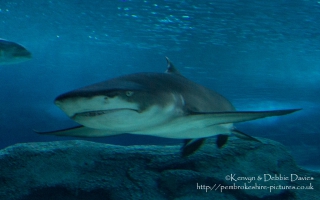 Blue Planet Aquarium, Chester