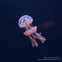 Blue Planet Aquarium