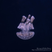 Blue Planet Aquarium