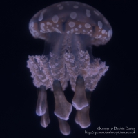 Blue Planet Aquarium