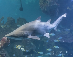 Blue Planet Aquarium